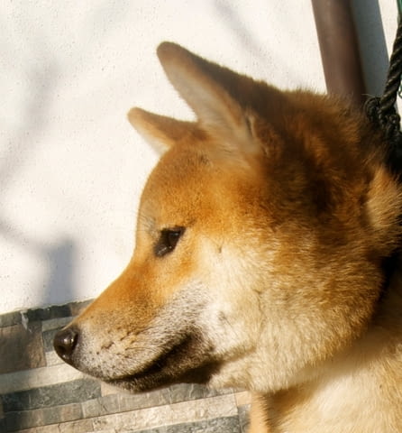 Млад мъжки шиба-ину за продажба Шиба ину, 1 година, Ваксинирано - Да - град Балчик | Кучета - снимка 1