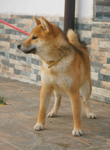 Млад мъжки шиба-ину за продажба Шиба ину, 1 година, Ваксинирано - Да - град Балчик | Кучета - снимка 3