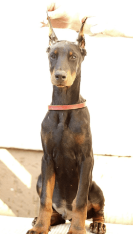 Доберман кученца за продажба Doberman, Vaccinated - Yes, Dewormed - Yes - city of Izvun Bulgaria | Dogs - снимка 7
