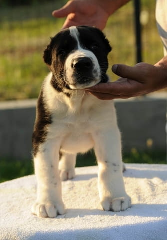 Средноазиатска овчарка кученца Kale (Asian Shepherd), Vaccinated - Yes, Dewormed - Yes - city of Izvun Bulgaria | Dogs - снимка 9