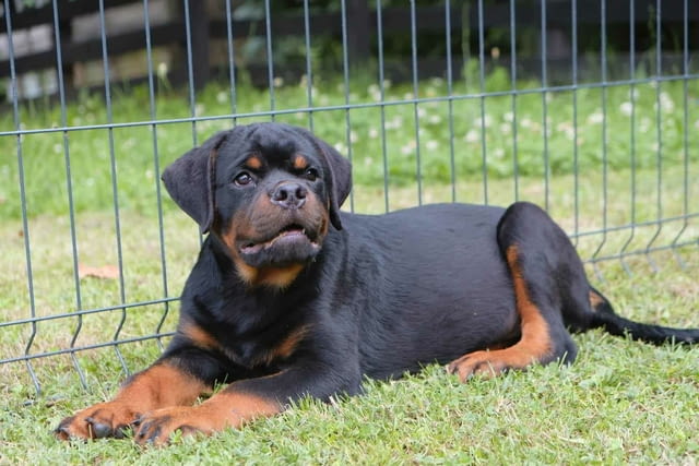 Ротвайлер кученца Rottweiler, Vaccinated - Yes, Dewormed - Yes - city of Izvun Bulgaria | Dogs - снимка 1