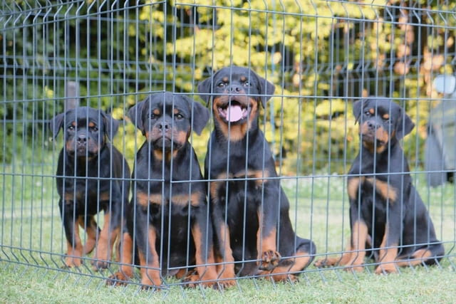 Ротвайлер кученца Rottweiler, Vaccinated - Yes, Dewormed - Yes - city of Izvun Bulgaria | Dogs - снимка 3