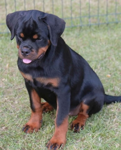 Ротвайлер кученца Rottweiler, Vaccinated - Yes, Dewormed - Yes - city of Izvun Bulgaria | Dogs - снимка 4