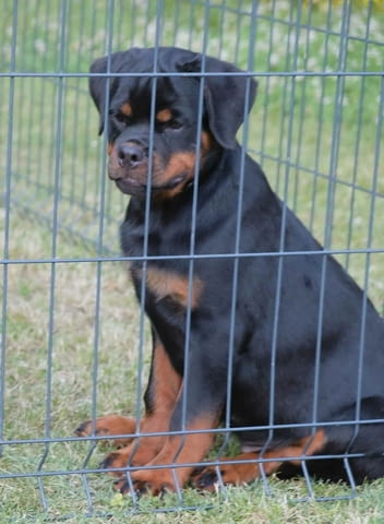 Ротвайлер кученца Rottweiler, Vaccinated - Yes, Dewormed - Yes - city of Izvun Bulgaria | Dogs - снимка 5