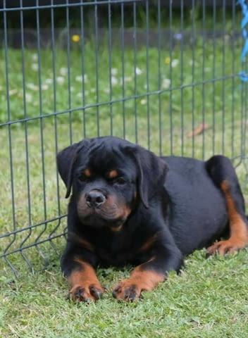 Ротвайлер кученца Rottweiler, Vaccinated - Yes, Dewormed - Yes - city of Izvun Bulgaria | Dogs - снимка 7