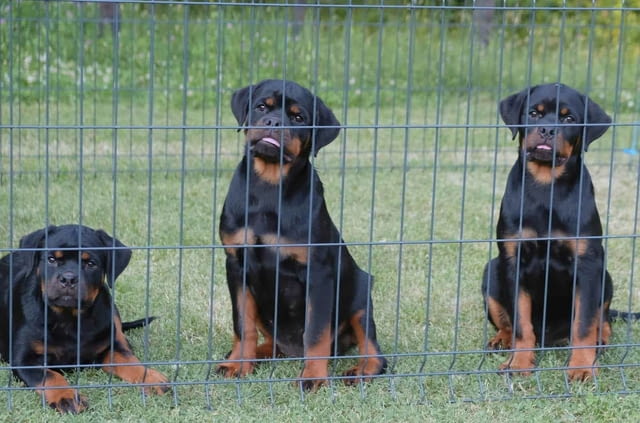 Ротвайлер кученца Rottweiler, Vaccinated - Yes, Dewormed - Yes - city of Izvun Bulgaria | Dogs - снимка 8
