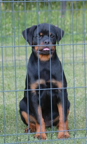 Ротвайлер кученца Rottweiler, Vaccinated - Yes, Dewormed - Yes - city of Izvun Bulgaria | Dogs - снимка 9