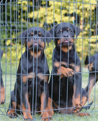 Ротвайлер кученца Rottweiler, Vaccinated - Yes, Dewormed - Yes - city of Izvun Bulgaria | Dogs - снимка 10