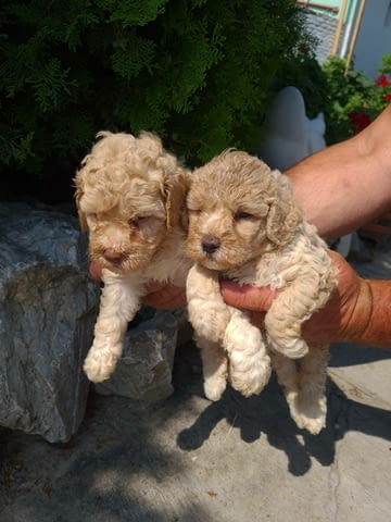 Пудел кученца Mini Poodle, Vaccinated - Yes, Dewormed - Yes - city of Izvun Bulgaria | Dogs - снимка 1