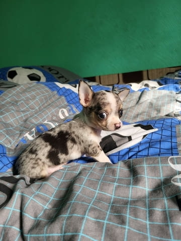 Чихуахуа, чихуа хуа Chihuahua, 2 Months, Vaccinated - Yes - city of Varna | Dogs - снимка 2