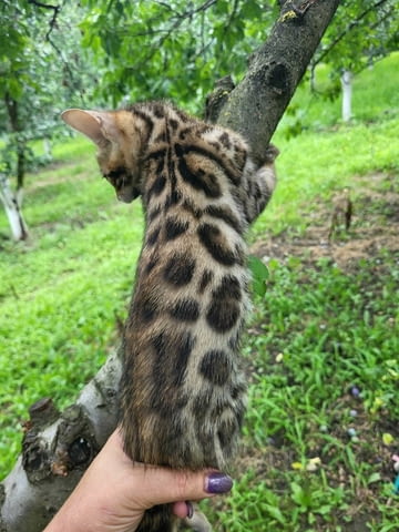 Бенгалски котенца Bengal, 3 Months, Vaccine - Yes - city of Varna | Cats