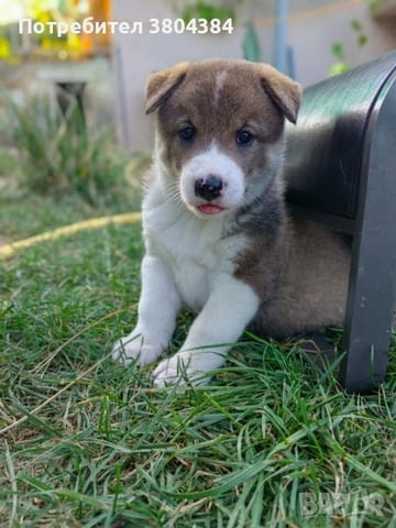 Кученца лайки Другa, 2 Months, Vaccinated - No - village Bistrilica | Dogs - снимка 1