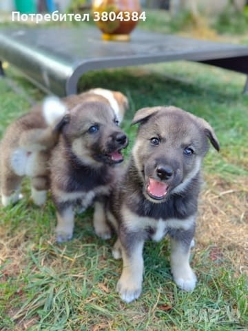 Кученца лайки Другa, 2 Months, Vaccinated - No - village Bistrilica | Dogs - снимка 2