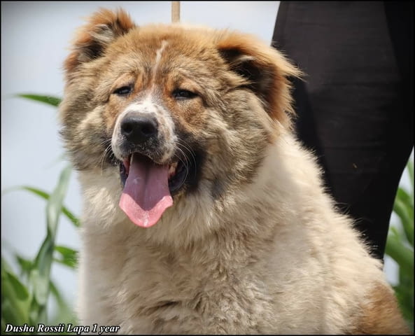 Кавказка овчарка женски Caucasian shepherd, Vaccinated - Yes, Dewormed - Yes - city of Izvun Bulgaria | Dogs - снимка 1