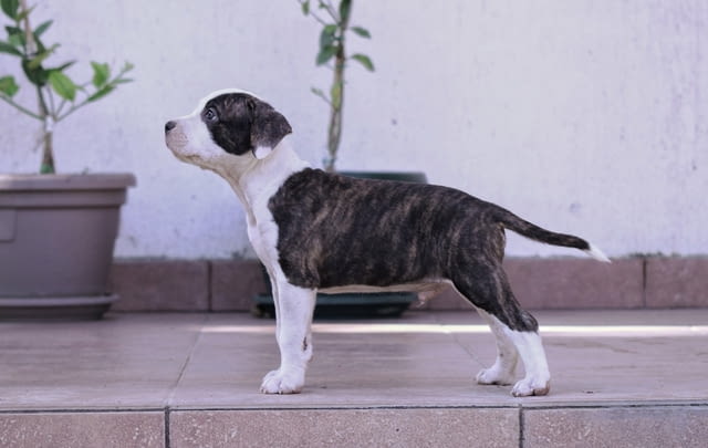 Американски стафордширски териер American Staffordshire Terrier, Vaccinated - Yes, Dewormed - Yes - city of Izvun Bulgaria | Dogs - снимка 2