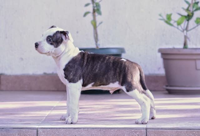 Американски стафордширски териер American Staffordshire Terrier, Vaccinated - Yes, Dewormed - Yes - city of Izvun Bulgaria | Dogs - снимка 3