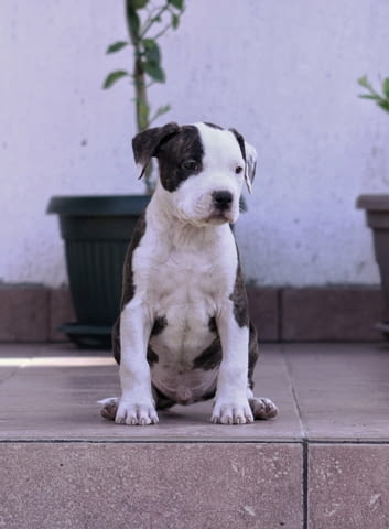 Американски стафордширски териер American Staffordshire Terrier, Vaccinated - Yes, Dewormed - Yes - city of Izvun Bulgaria | Dogs - снимка 4