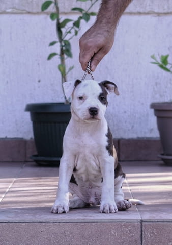 Американски стафордширски териер American Staffordshire Terrier, Vaccinated - Yes, Dewormed - Yes - city of Izvun Bulgaria | Dogs - снимка 5