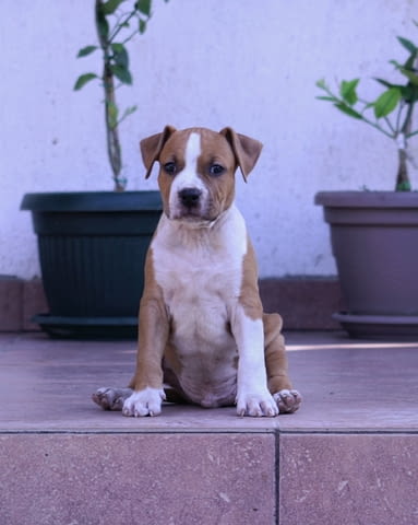 Американски стафордширски териер American Staffordshire Terrier, Vaccinated - Yes, Dewormed - Yes - city of Izvun Bulgaria | Dogs - снимка 6
