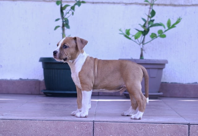 Американски стафордширски териер American Staffordshire Terrier, Vaccinated - Yes, Dewormed - Yes - city of Izvun Bulgaria | Dogs - снимка 7