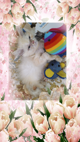 Промоция персийски дългокосместа малки котета хималайски колорпойнт сини очи разкошни любимци! - снимка 3