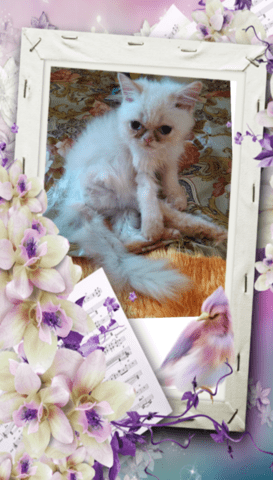Промоция персийски дългокосместа малки котета хималайски колорпойнт сини очи разкошни любимци! - снимка 6