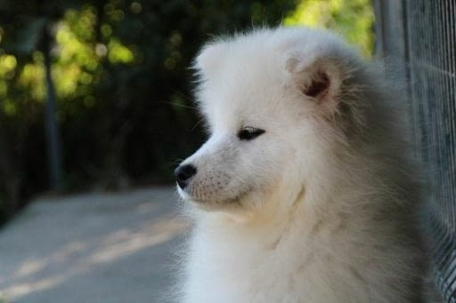 Самоед красиво кученце Ваксинирано - Да, Обезпаразитено - Да, С чип - Да - град Извън България | Кучета - снимка 5