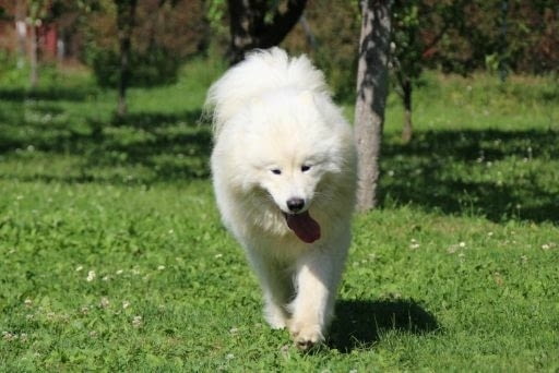 Самоед красиво кученце Ваксинирано - Да, Обезпаразитено - Да, С чип - Да - град Извън България | Кучета - снимка 8