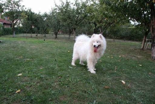 Самоед красиво кученце Ваксинирано - Да, Обезпаразитено - Да, С чип - Да - град Извън България | Кучета - снимка 9