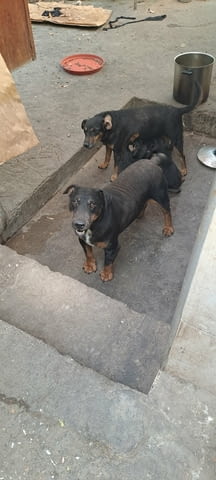 Продавам ягтериери Yag Terrier, 2 Months - city of Haskovo | Dogs - снимка 1