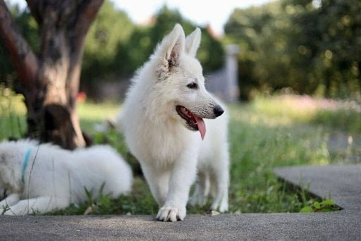 Бяла швейцарска овчарка кученца за продажба White Swiss Shepherd, Vaccinated - Yes, With Chip - Yes - city of Izvun Bulgaria | Dogs - снимка 1