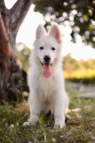 Бяла швейцарска овчарка кученца за продажба Ваксинирано - Да, С чип - Да - град Извън България | Кучета - снимка 3
