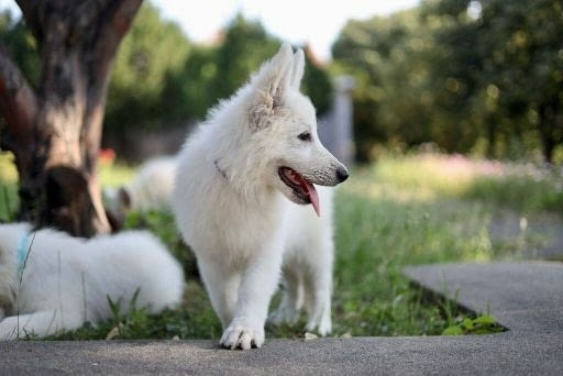 Бяла швейцарска овчарка кученца за продажба White Swiss Shepherd, Vaccinated - Yes, With Chip - Yes - city of Izvun Bulgaria | Dogs - снимка 4