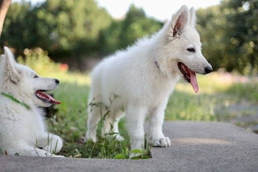 Бяла швейцарска овчарка кученца за продажба White Swiss Shepherd, Vaccinated - Yes, With Chip - Yes - city of Izvun Bulgaria | Dogs - снимка 6
