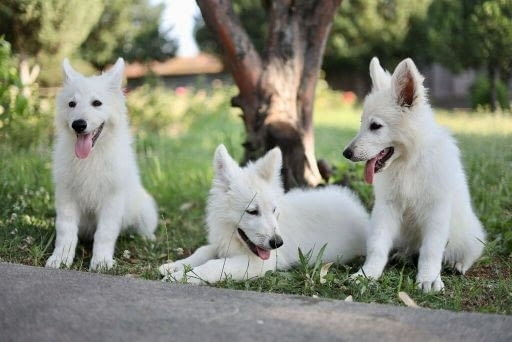 Бяла швейцарска овчарка кученца за продажба White Swiss Shepherd, Vaccinated - Yes, With Chip - Yes - city of Izvun Bulgaria | Dogs - снимка 7