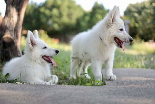 Бяла швейцарска овчарка кученца за продажба Ваксинирано - Да, С чип - Да - град Извън България | Кучета - снимка 8