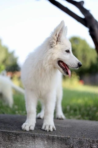 Бяла швейцарска овчарка кученца за продажба White Swiss Shepherd, Vaccinated - Yes, With Chip - Yes - city of Izvun Bulgaria | Dogs - снимка 9