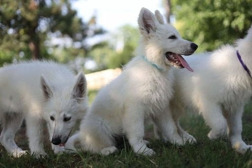 Бяла швейцарска овчарка кученца за продажба Ваксинирано - Да, С чип - Да - град Извън България | Кучета - снимка 10