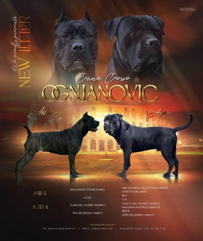 Кане Корсо кученца Канекорсо, Ваксинирано - Да, Обезпаразитено - Да - град Извън България | Кучета - снимка 1