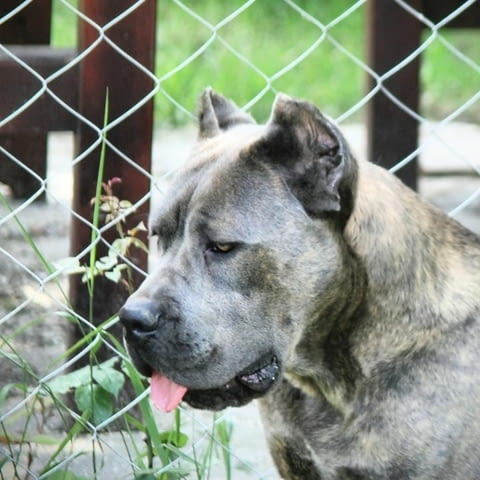 Кане Корсо кученца Канекорсо, Ваксинирано - Да, Обезпаразитено - Да - град Извън България | Кучета - снимка 10