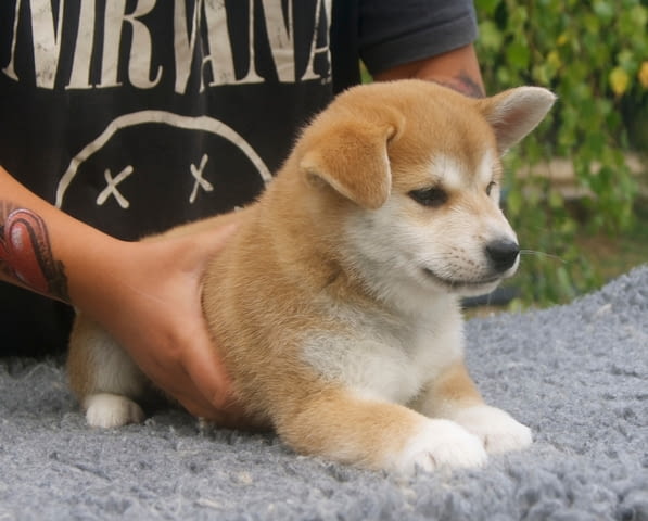 Кученца шиба-ину за продажба Шиба ину, 3 месеца, Ваксинирано - Да - град Балчик | Кучета - снимка 4