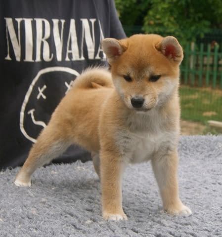 Кученца шиба-ину за продажба Шиба ину, 3 месеца, Ваксинирано - Да - град Балчик | Кучета - снимка 7