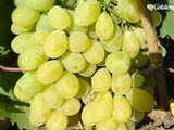 Продавам грозде болгар