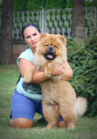 Чау чау кученца за продажба Chow-Chow, Vaccinated - Yes, Dewormed - Yes - city of Izvun Bulgaria | Dogs - снимка 1