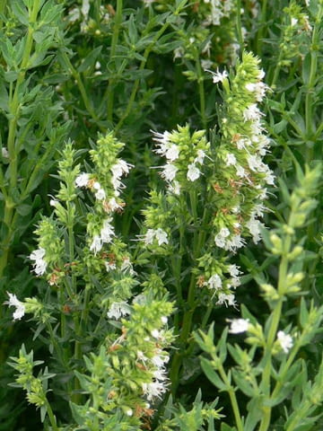 Сертифициран разсадо - посадъчен материал за участие в Европейски програми - снимка 1