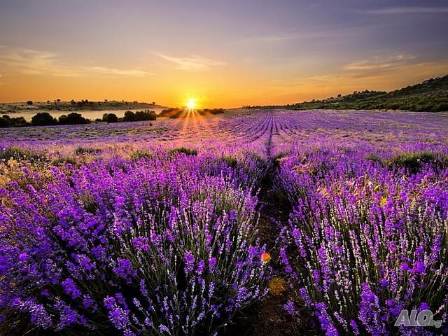 Сертифициран разсадо - посадъчен материал за участие в Европейски програми - снимка 2