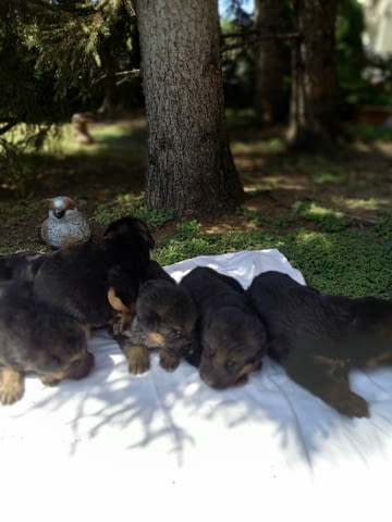 Малки кученца Немска овчарка, 1 месец, Ваксинирано - Да - град Костинброд | Кучета - снимка 7