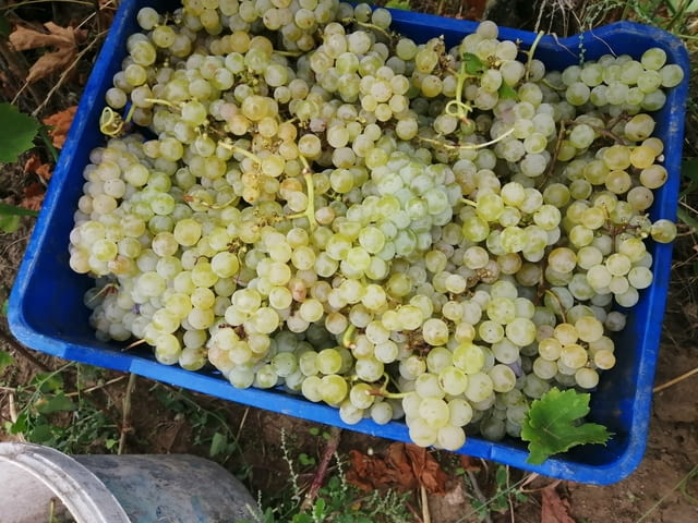 Продавам качествено грозде от сортовете Мускат отонел, Совиньон Блан, Траминер , Каберне Совиньон / - снимка 1