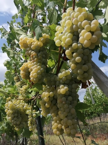 Продавам качествено грозде от сортовете Мускат отонел, Совиньон Блан, Траминер , Каберне Совиньон / - снимка 2