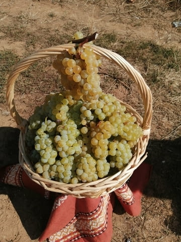 Продавам качествено грозде от сортовете Мускат отонел, Совиньон Блан, Траминер , Каберне Совиньон / - снимка 5